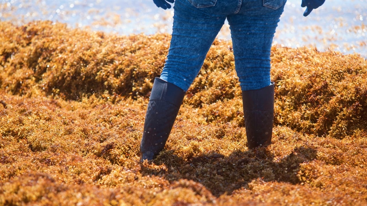 Innovative Hurricane-Proof Houses Made from Invasive Seaweed 3 Innovative Hurricane-Proof Houses Made from Invasive Seaweed - seaweed s2147108265