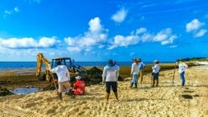 Innovative Hurricane-Proof Houses Made from Invasive Seaweed 1 Innovative Hurricane-Proof Houses Made from Invasive Seaweed - seaweed s2315804287