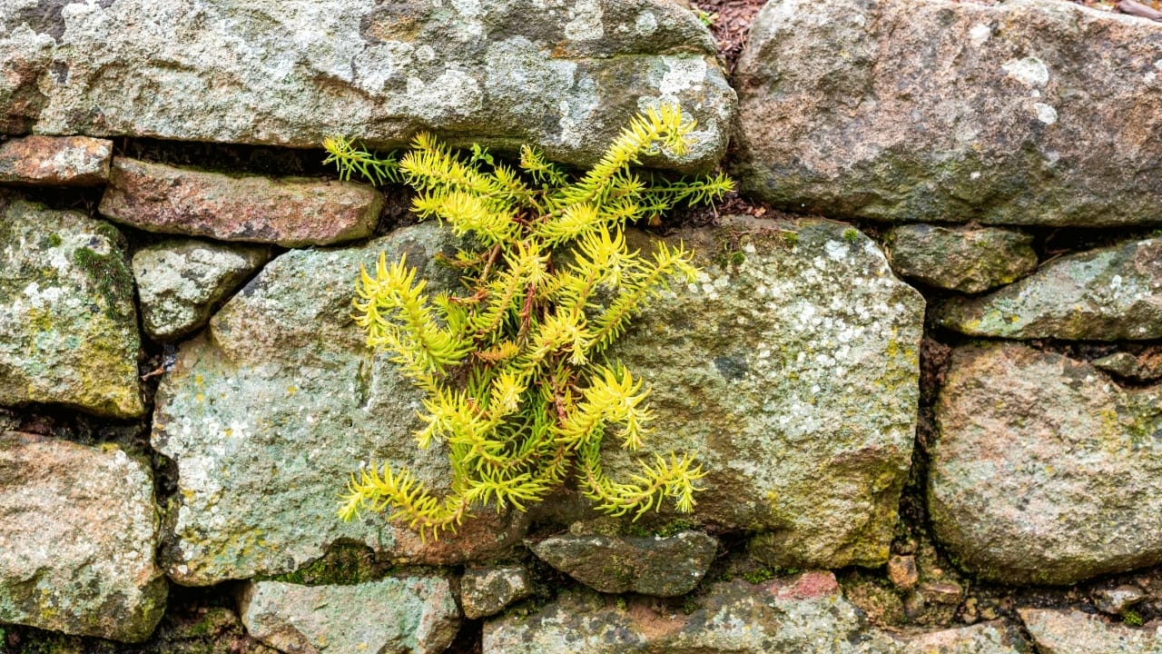 Breathe Life Into Bare Walls: 21 Splendid Plants Perfect for Growing on Walls 11 stone wall. Petrosedum rupestre, also known as reflexed stonecrop