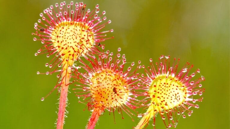 From Glistening Dew to Deadly Trap: The Remarkable Sundew Plant 9 sundew plants