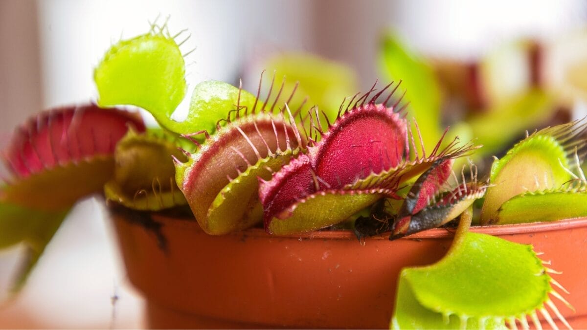 11 Unique Houseplants That are Surprisingly Beautiful 3 11 Unique Houseplants That are Surprisingly Beautiful - venus flytrap plant s2345344291