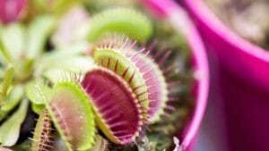 Fanged Foliage: How to Grow & Care for Venus Flytraps 1 Fanged Foliage: How to Grow & Care for Venus Flytraps - venus flytrap plant s765248218