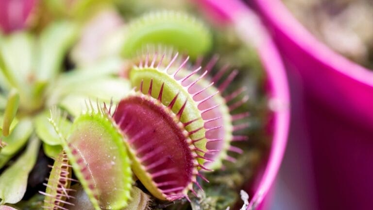 Plants 'Scream' When Harvested, According to New Research 9 Plants 'Scream' When Harvested, According to New Research - venus flytrap plant s765248218