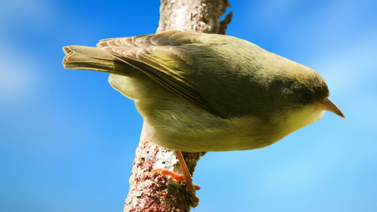 21 Species Declared Extinct, Removed from ESA Protection 3 21 Species Declared Extinct, Removed from ESA Protection - Akikiki s2383965399