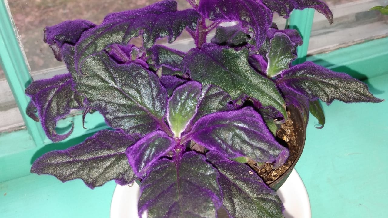 Purple Passion Vine: 101 Plant Care Guide 3 Purple Passion Vine: 101 Plant Care Guide - Gynura aurantiaca plant
