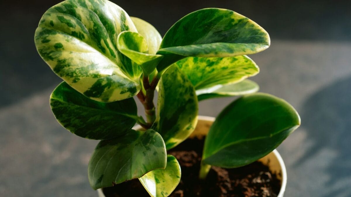 Peperomia obtusifolia plant
