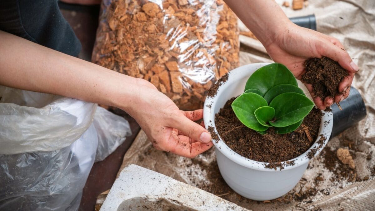 10 Worst Plants to Grow: These Will Test Your Patience & Sanity 9 10 Worst Plants to Grow: These Will Test Your Patience & Sanity - Peperomia obtusifolia plant s2185549415