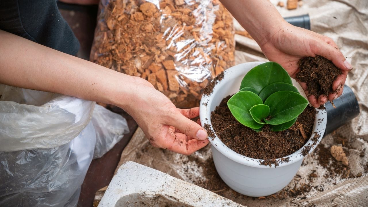 Mastering the Art of Baby Rubber Plant Care: 101 Beginner's Guide 5 Mastering the Art of Baby Rubber Plant Care: 101 Beginner's Guide - Peperomia obtusifolia plant s2185549415