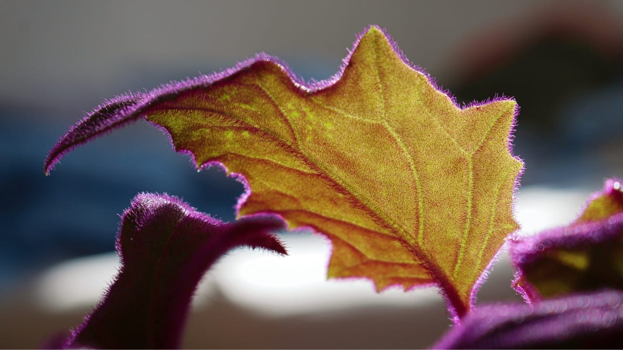 Purple Passion Vine: 101 Plant Care Guide 4 Purple Passion Vine: 101 Plant Care Guide - Velvet Plant Purple Passion Gynura Aurantiaca s2140741245