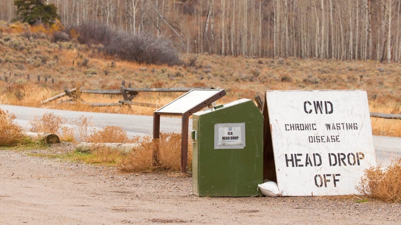 Yellowstone's "Zombie Deer Disease" & Its Potential Threat to Humans 2 Yellowstone's "Zombie Deer Disease" & Its Potential Threat to Humans - cwd s1577197171