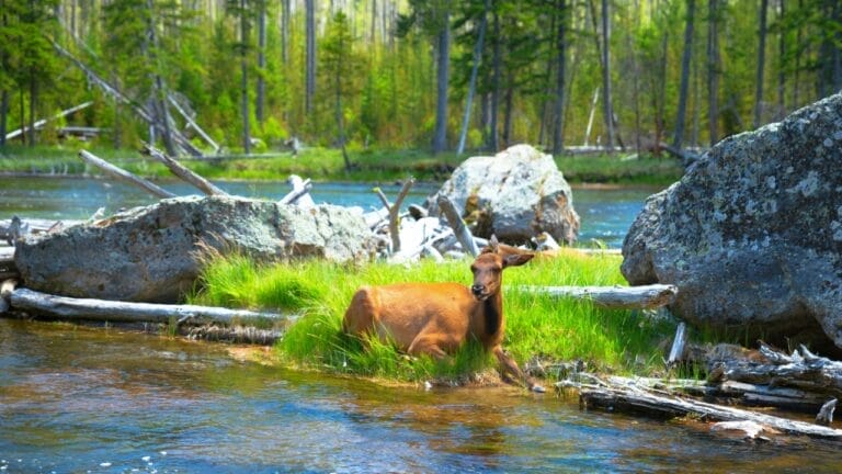 Yellowstone's "Zombie Deer Disease" & Its Potential Threat to Humans 8 Yellowstone's "Zombie Deer Disease" & Its Potential Threat to Humans - deer s2335423221