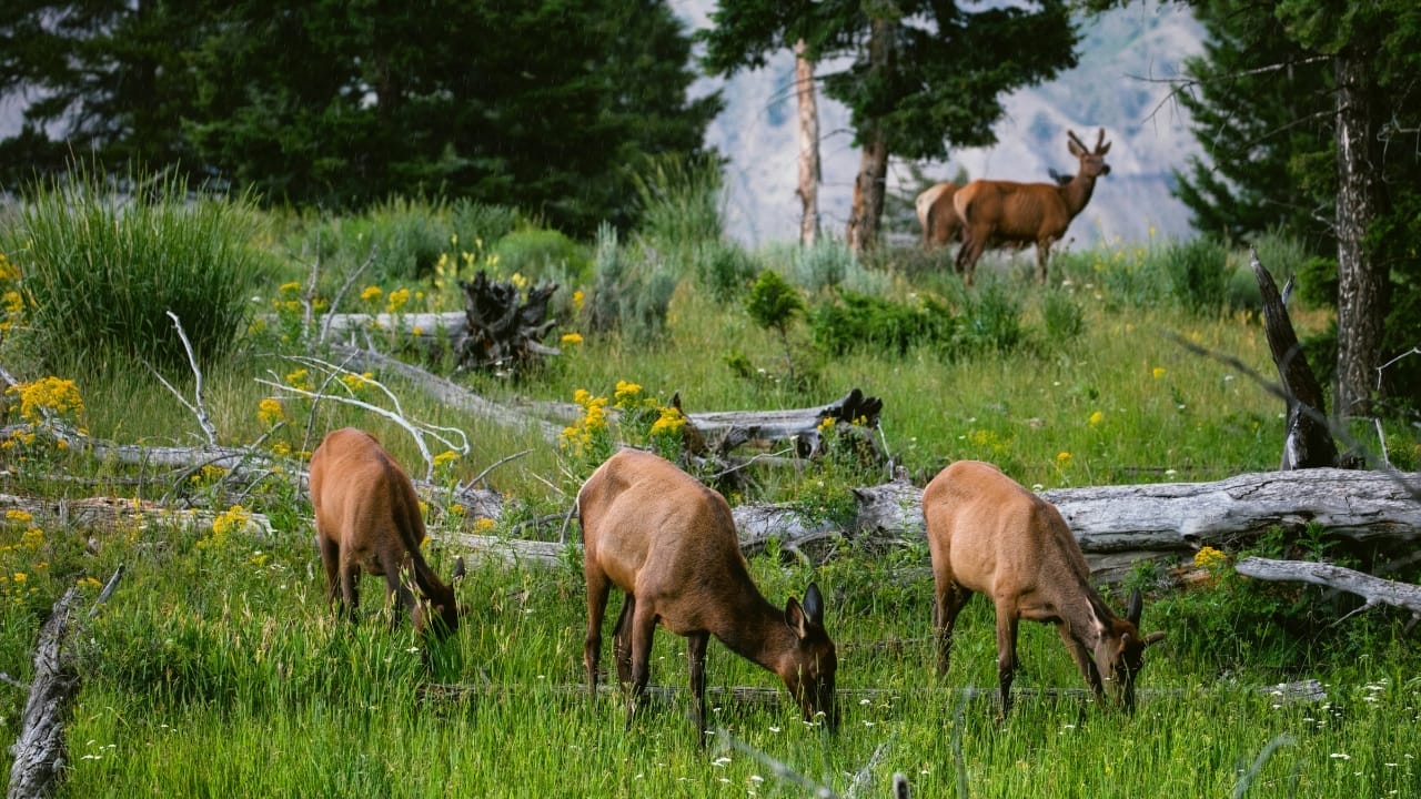 Yellowstone's "Zombie Deer Disease" & Its Potential Threat to Humans 3 Yellowstone's "Zombie Deer Disease" & Its Potential Threat to Humans - deer yellowstone s685795894