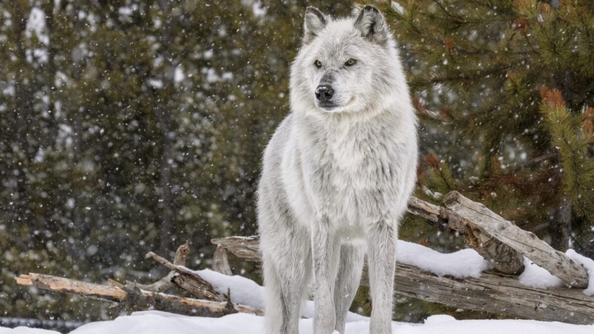 15 of the Most Extreme Animals Roaming Wild in North America - gray wolf s265899026