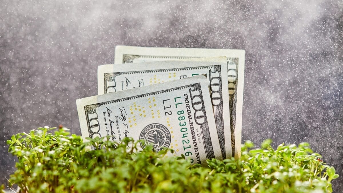 18 things you must master to succeed before you ever homestead 10 18 things you must master to succeed before you ever homestead - money microgreens s1711287196