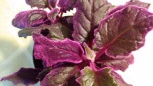 Purple Passion Vine: 101 Plant Care Guide 1 Purple Passion Vine: 101 Plant Care Guide - purple passion vine plant leaves