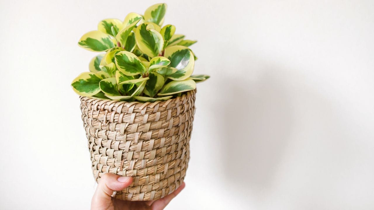 Mastering the Art of Baby Rubber Plant Care: 101 Beginner's Guide 4 Mastering the Art of Baby Rubber Plant Care: 101 Beginner's Guide - variegated baby rubber plant s1832182990