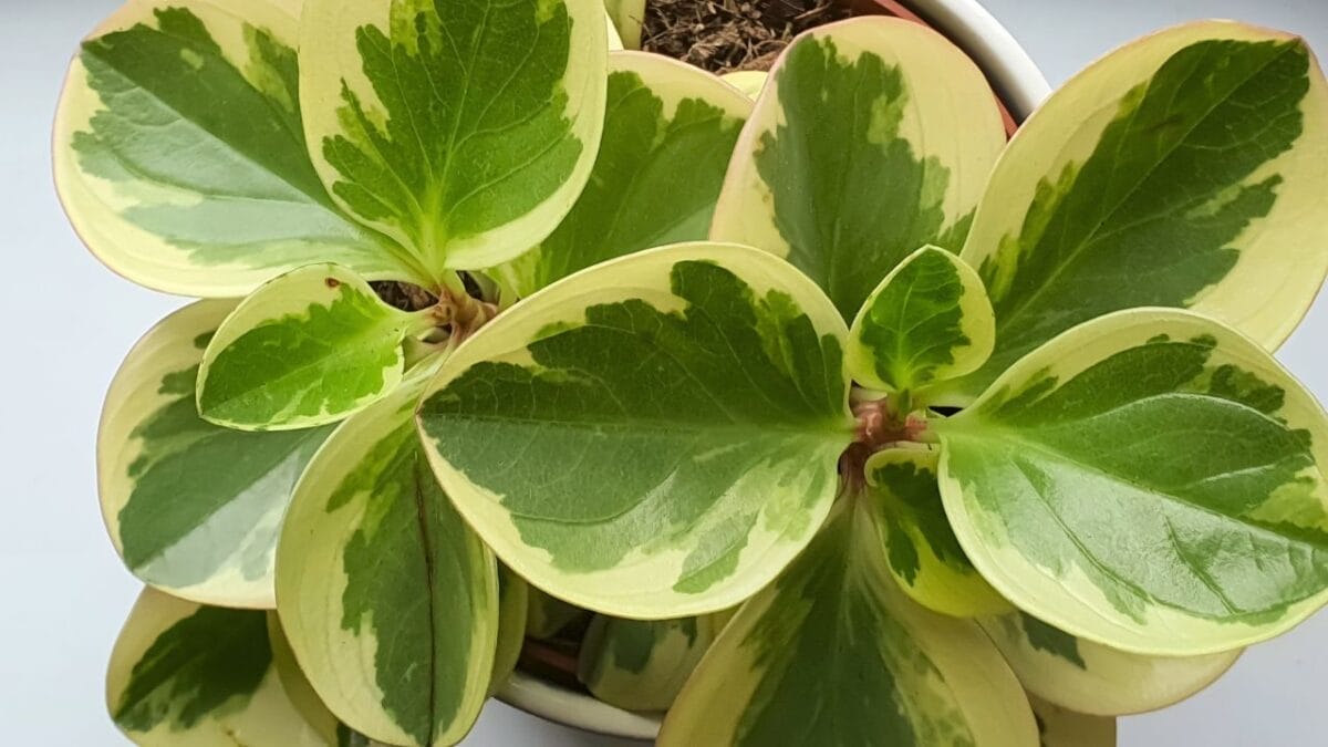 15 Dog-Safe Indoor Plants to Brighten Up Your Home 10 15 Dog-Safe Indoor Plants to Brighten Up Your Home - variegated baby rubber plant s2267020929