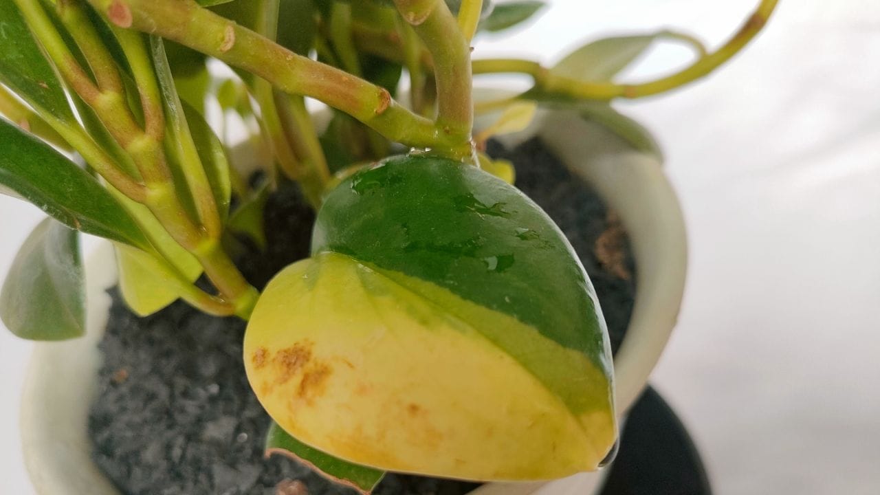 Mastering the Art of Baby Rubber Plant Care: 101 Beginner's Guide 6 Mastering the Art of Baby Rubber Plant Care: 101 Beginner's Guide - variegated baby rubber plant s2391881189