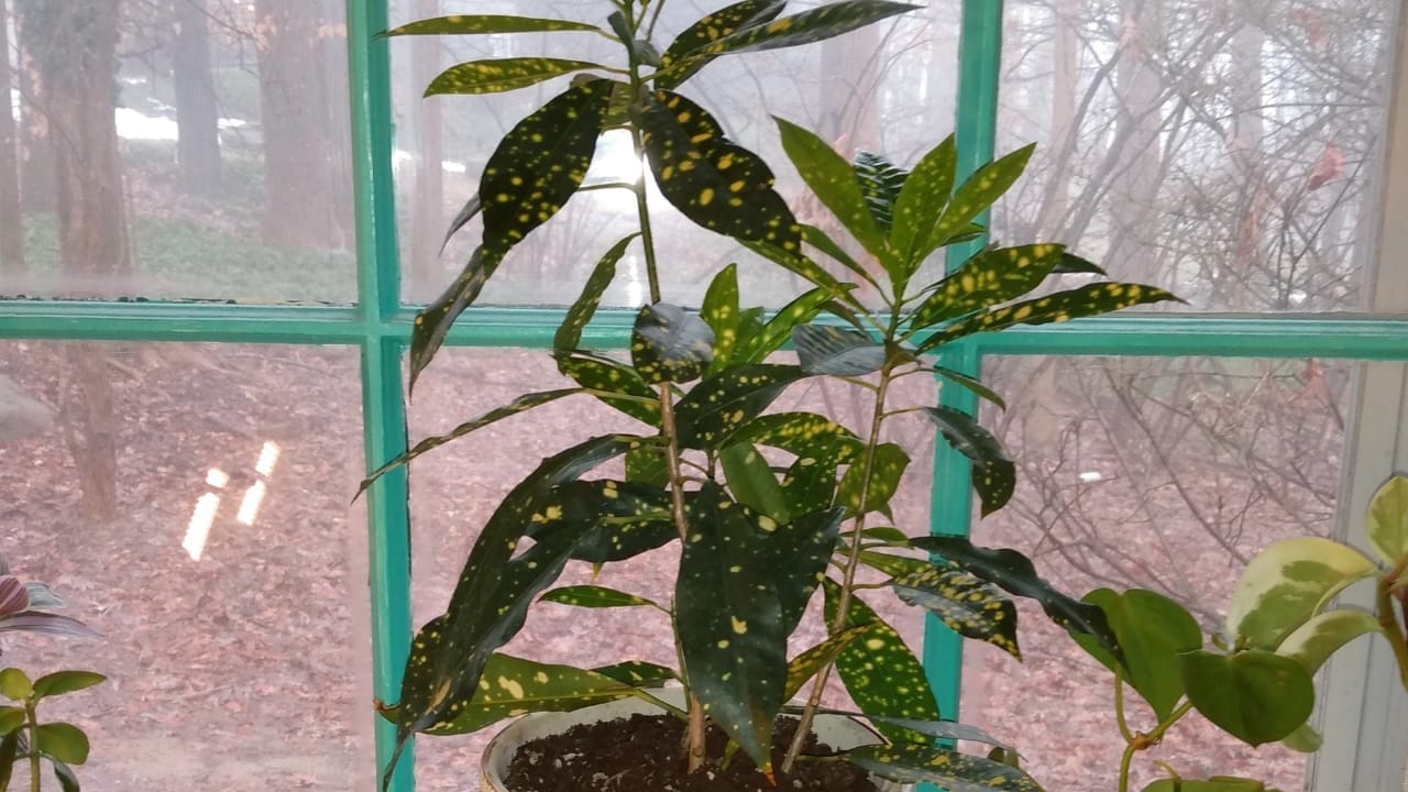 Green Thumb Magic: Gold Dust Croton Plant Care Simplified 4 Green Thumb Magic: Gold Dust Croton Plant Care Simplified - Codiaeum variegatum Croton Gold Dust