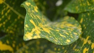 Green Thumb Magic: Gold Dust Croton Plant Care Simplified 1 Green Thumb Magic: Gold Dust Croton Plant Care Simplified - Codiaeum variegatum Gold Dust Croton Gold Dust s1865834164