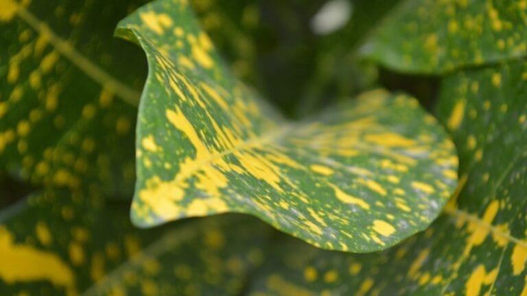 Green Thumb Magic: Gold Dust Croton Plant Care Simplified 1 Green Thumb Magic: Gold Dust Croton Plant Care Simplified - Codiaeum variegatum Gold Dust Croton Gold Dust s1865834164