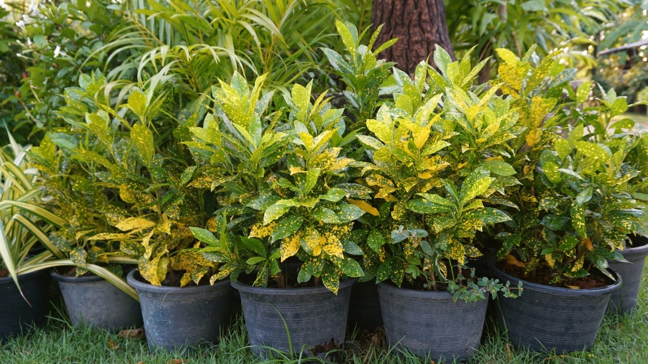 Green Thumb Magic: Gold Dust Croton Plant Care Simplified 5 Green Thumb Magic: Gold Dust Croton Plant Care Simplified - Croton Gold Dust s1217720941