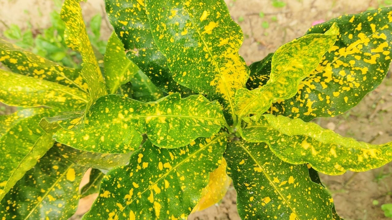 Green Thumb Magic: Gold Dust Croton Plant Care Simplified 6 Green Thumb Magic: Gold Dust Croton Plant Care Simplified - Croton Gold Dust s2401704983