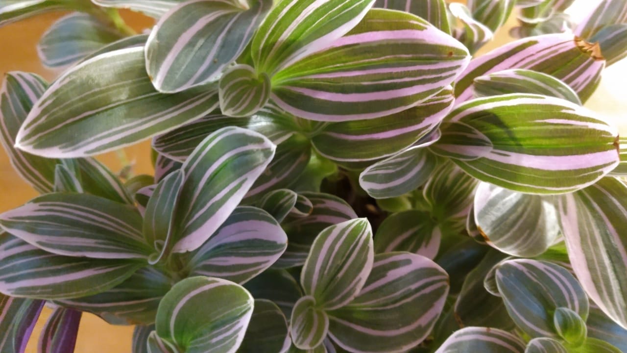 Spiderwort / Lilac Tradescantia: Plant Care Guide (Collection Favorite) 4 Spiderwort / Lilac Tradescantia: Plant Care Guide (Collection Favorite) - Lilac Tradescantia 2