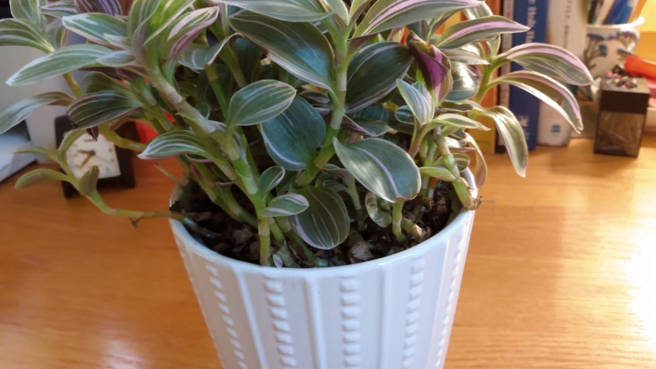 Spiderwort / Lilac Tradescantia: Plant Care Guide (Collection Favorite) 5 Spiderwort / Lilac Tradescantia: Plant Care Guide (Collection Favorite) - Lilac Tradescantia 3