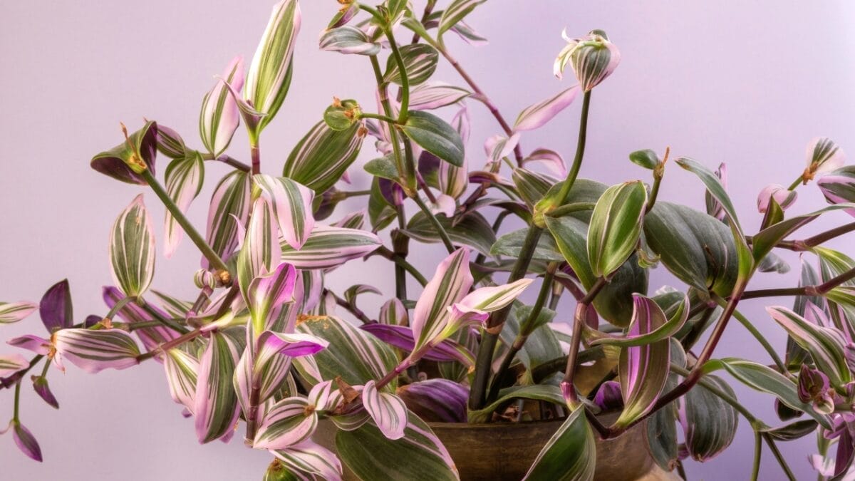 16 Pink-Leaf Outdoor Plants to Add a Rosy Glow to Your Garden 16 16 Pink-Leaf Outdoor Plants to Add a Rosy Glow to Your Garden - Lilac Tradescantia s2260793141