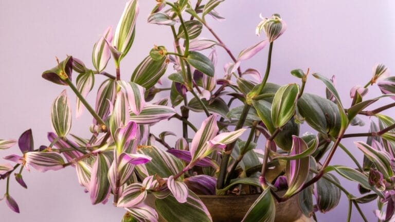 Spiderwort / Lilac Tradescantia: Plant Care Guide (Collection Favorite) 3 Spiderwort / Lilac Tradescantia: Plant Care Guide (Collection Favorite) - Lilac Tradescantia s2260793141