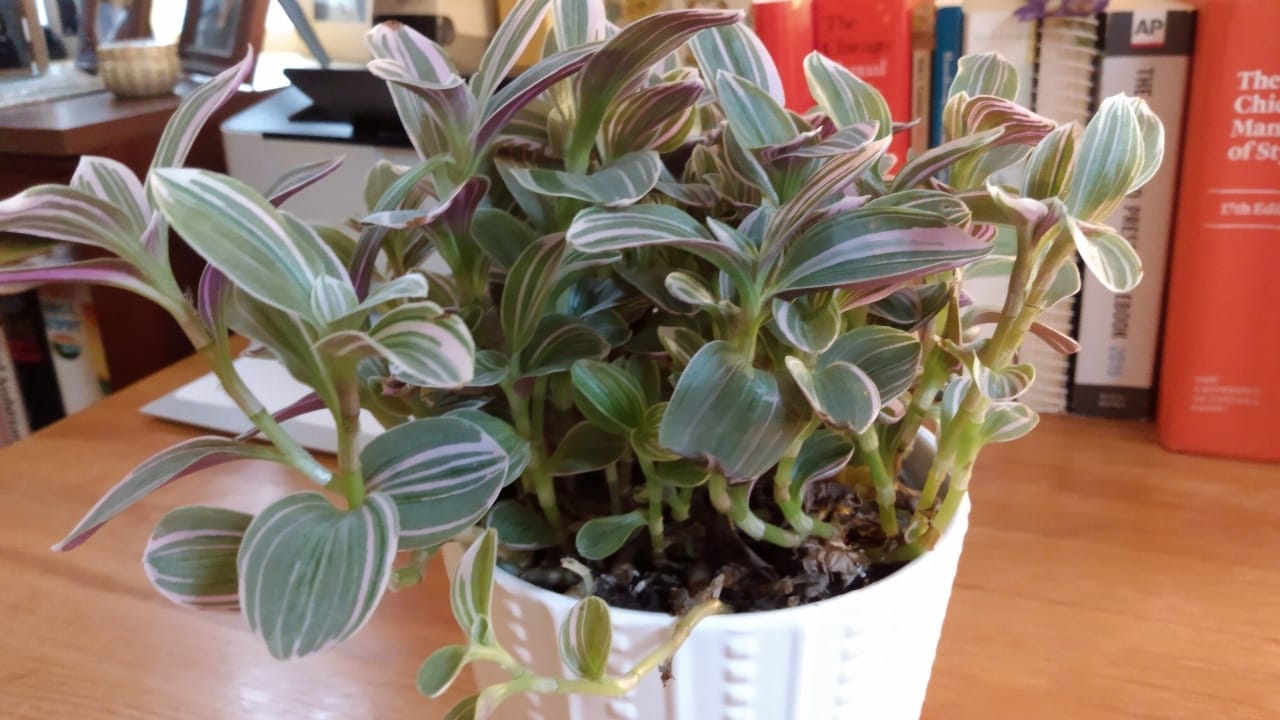 Spiderwort / Lilac Tradescantia: Plant Care Guide (Collection Favorite) 3 Spiderwort / Lilac Tradescantia: Plant Care Guide (Collection Favorite) - Lilac Tradescantia