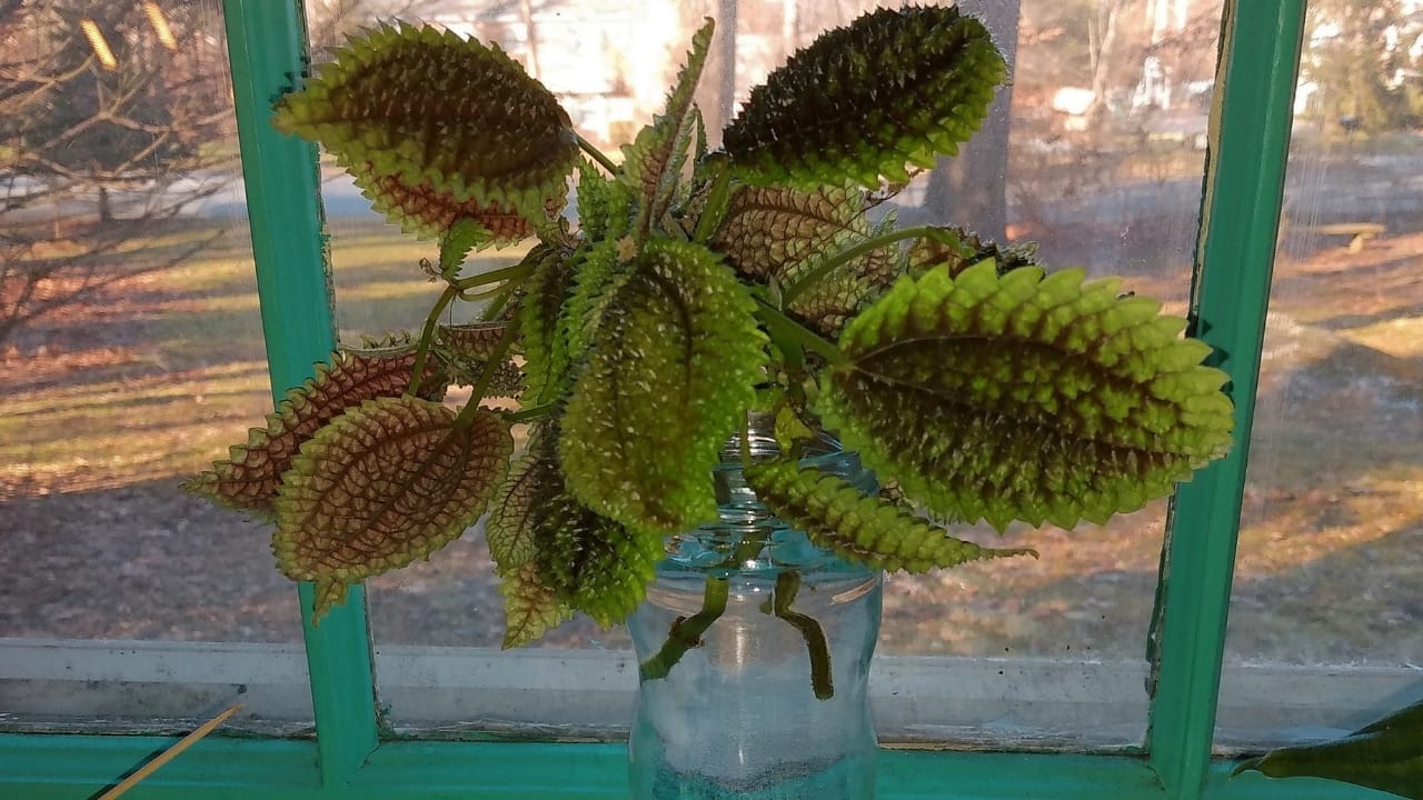 Moon Valley Pilea: 101 Plant Care Guide 4 Moon Valley Pilea: 101 Plant Care Guide - Moon Valley Pilea plant 2