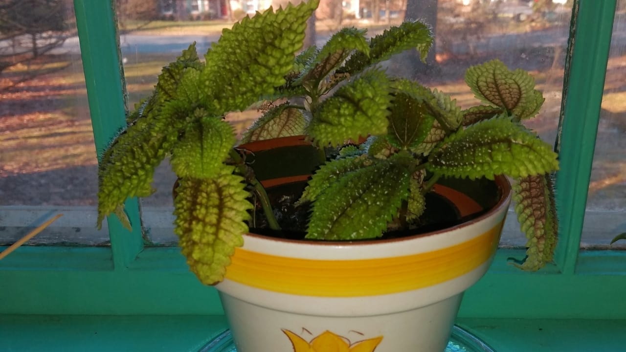 Moon Valley Pilea: 101 Plant Care Guide 5 Moon Valley Pilea: 101 Plant Care Guide - Moon Valley Pilea plant 3