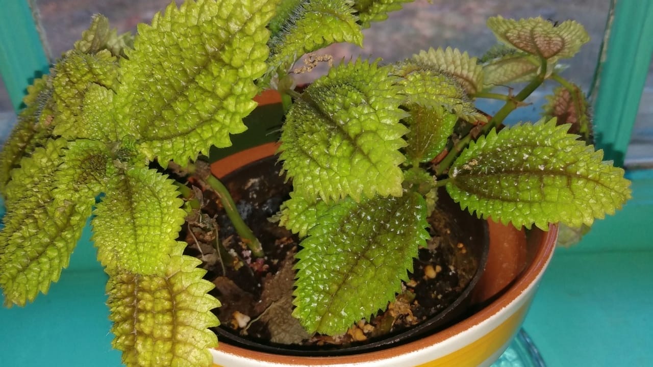 Moon Valley Pilea: 101 Plant Care Guide 6 Moon Valley Pilea: 101 Plant Care Guide - Moon Valley Pilea plant 4