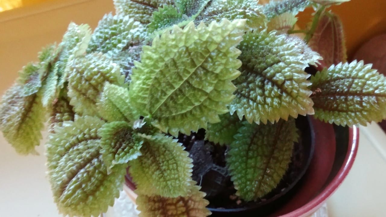 Moon Valley Pilea: 101 Plant Care Guide 3 Moon Valley Pilea: 101 Plant Care Guide - Moon Valley Pilea plant