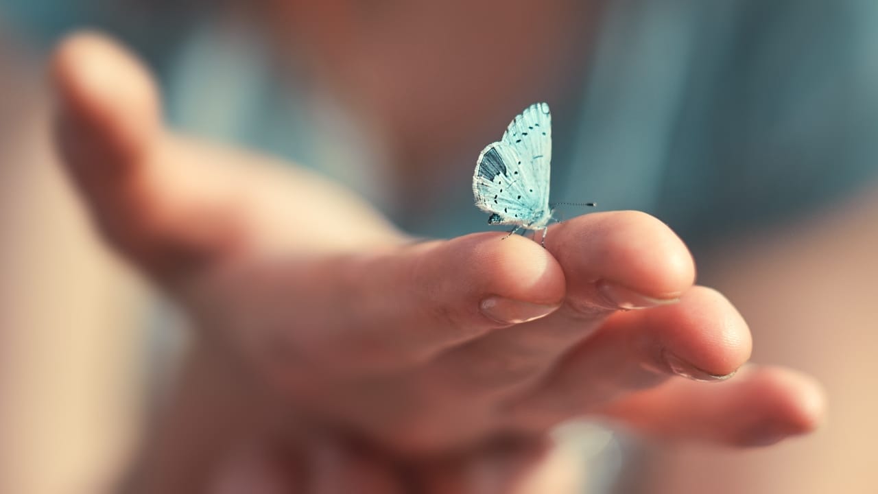 You Can Hardly Find True Blue In Nature, Here’s Why 2 You Can Hardly Find True Blue In Nature, Here’s Why - blue butterfly s1126007870 2