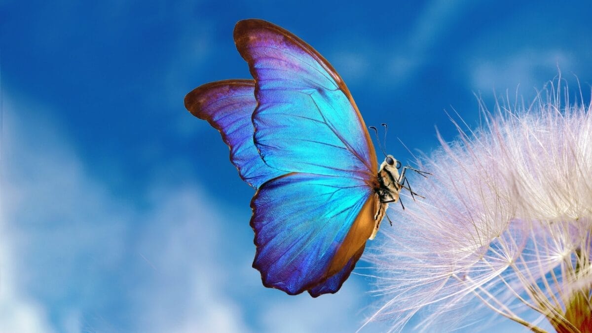 How to Create a No-Fuss Bird & Butterfly Garden 7 How to Create a No-Fuss Bird & Butterfly Garden - blue butterfly s1927160003