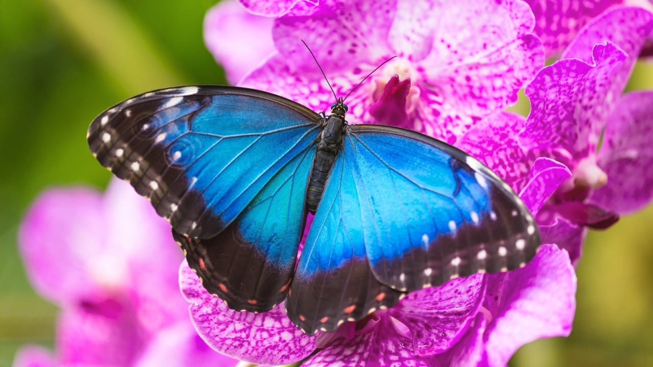 You Can Hardly Find True Blue In Nature, Here’s Why 3 You Can Hardly Find True Blue In Nature, Here’s Why - blue butterfly s412167631