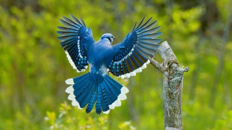 Wings of Wisdom: 12 Common Birds & Their Symbolism 10 Wings of Wisdom: 12 Common Birds & Their Symbolism - blue jay s1423580510