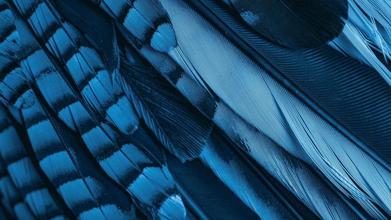 You Can Hardly Find True Blue In Nature, Here’s Why 5 You Can Hardly Find True Blue In Nature, Here’s Why - blue jay s2177111055