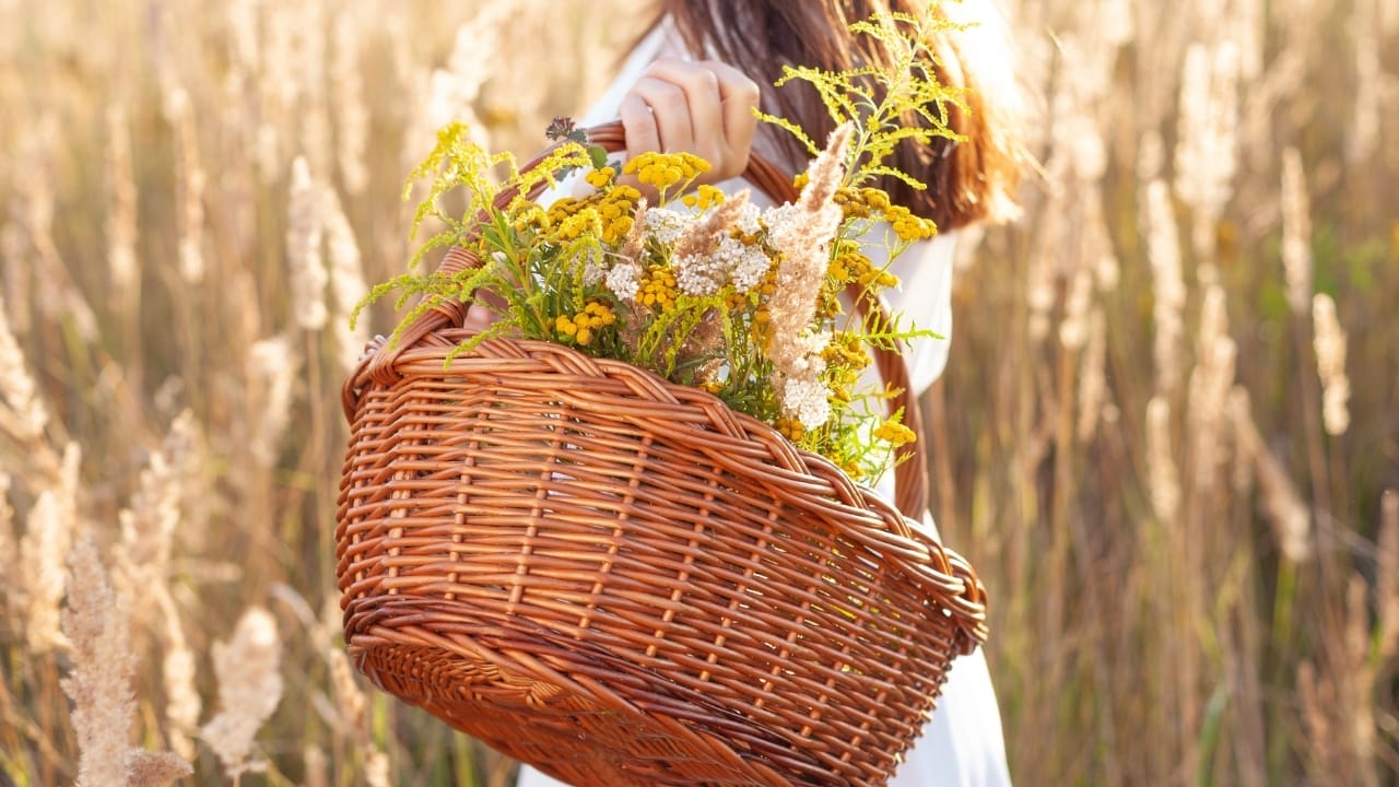 7 Reasons to Rethink the Narrative of Invasive Plants 12 7 Reasons to Rethink the Narrative of Invasive Plants - collecting plants s2036772716