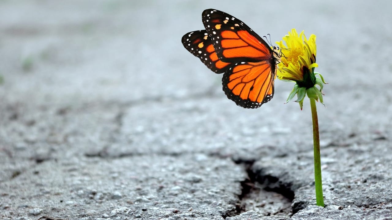 7 Reasons to Rethink the Narrative of Invasive Plants 7 7 Reasons to Rethink the Narrative of Invasive Plants - dandelion plant s2035210556