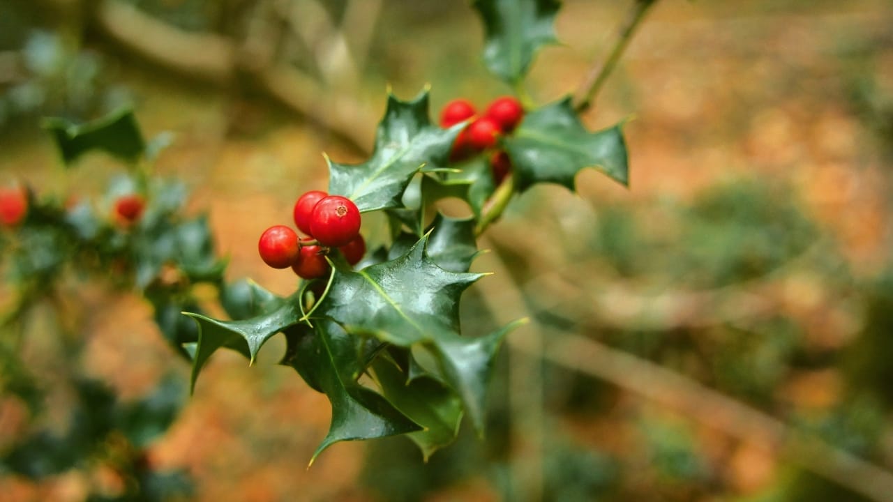 7 Reasons to Rethink the Narrative of Invasive Plants 3 7 Reasons to Rethink the Narrative of Invasive Plants - english holly s2228285653