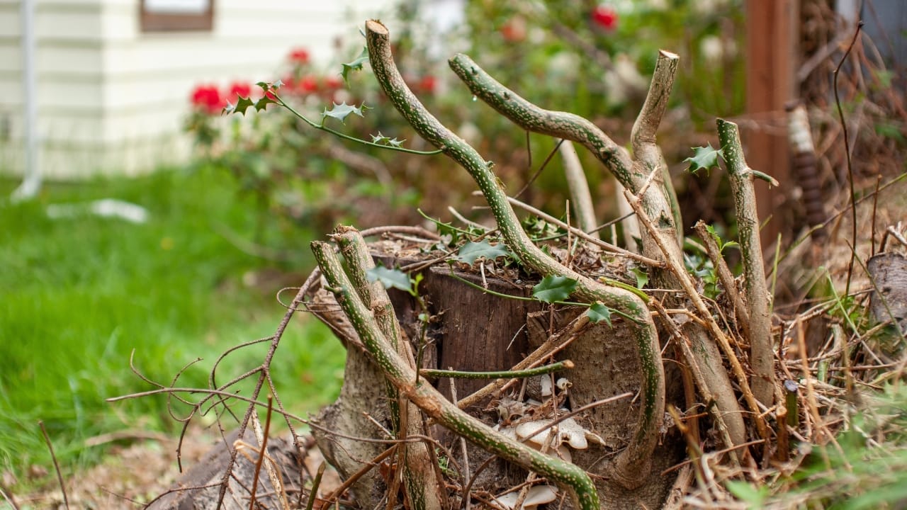 7 Reasons to Rethink the Narrative of Invasive Plants 4 7 Reasons to Rethink the Narrative of Invasive Plants - english holly s2306780243