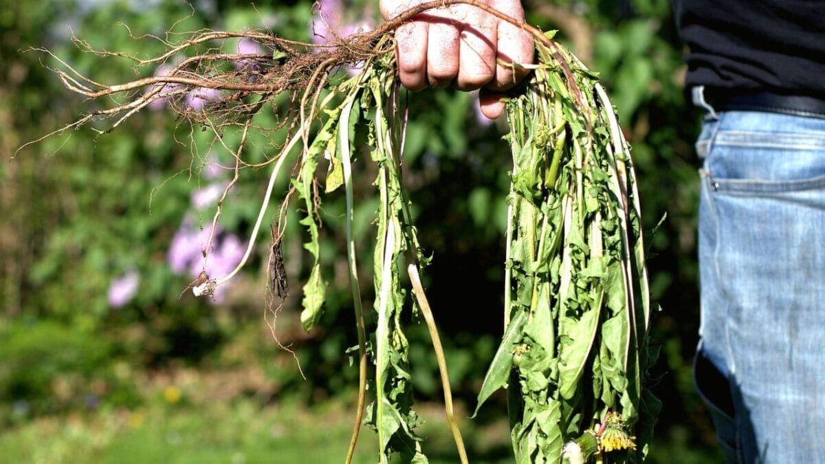 10 Common Houseplant Problems & How to Fix Them - invasive plant s2166572899