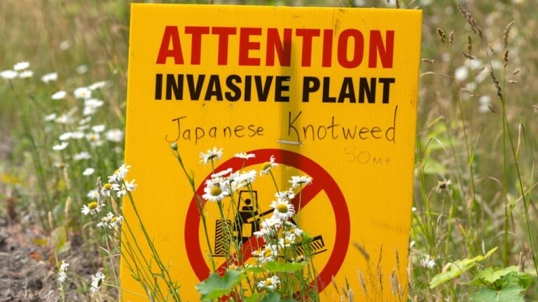 7 Reasons to Rethink the Narrative of Invasive Plants 1 7 Reasons to Rethink the Narrative of Invasive Plants - invasive plant sign s1777590785