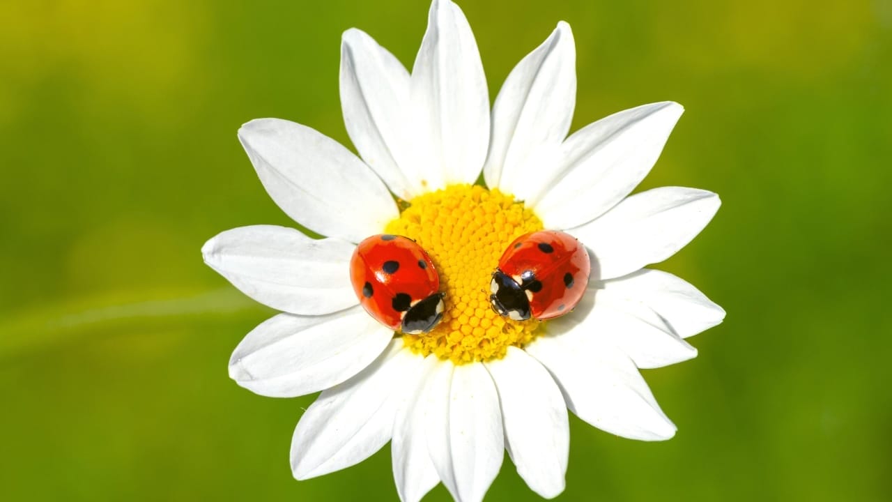 Hidden Behind the Spots: Ladybugs Have a Killer Secret 6 Hidden Behind the Spots: Ladybugs Have a Killer Secret - ladybug coccinella septempunctata s1797599791