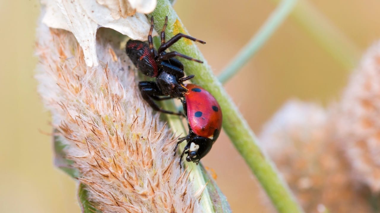 Hidden Behind the Spots: Ladybugs Have a Killer Secret 4 Hidden Behind the Spots: Ladybugs Have a Killer Secret - ladybug s1797599791