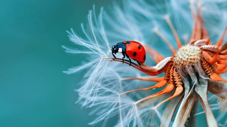 Hidden Behind the Spots: Ladybugs Have a Killer Secret 5 Hidden Behind the Spots: Ladybugs Have a Killer Secret - ladybug s1952398060